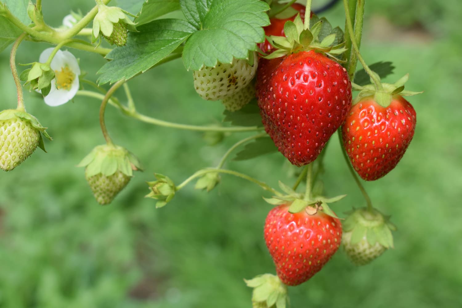 The Great Strawberry Betrayal: Why Berries Don’t Taste Sweet Anymore and How We Fixed It