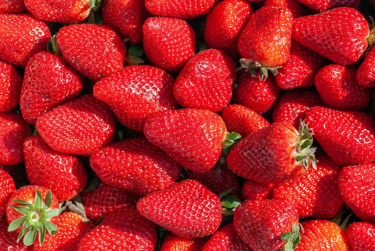 The Sweet Spot: Why the Brix Scale is the Secret to the Ultimate Berry Harvest